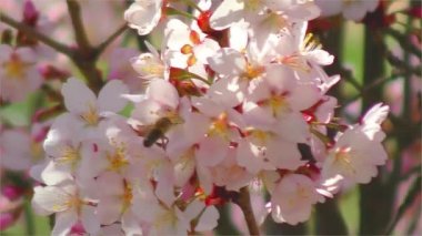 Arılar ve Sakura çiçek yavaş