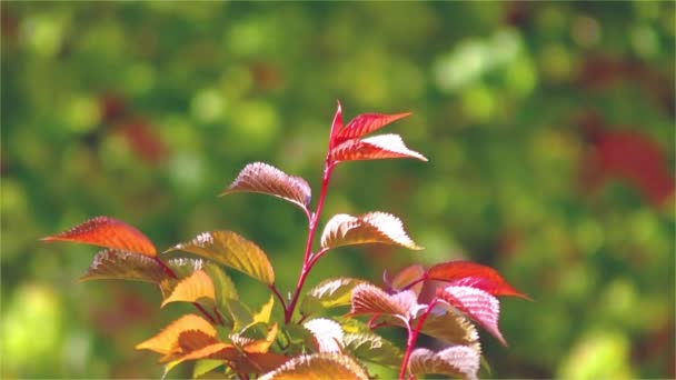 Feuilles vertes colorées sur la branche d'arbre — Video