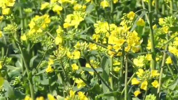 Amarelo oleaginosas Rape Flowers em tempo real — Vídeo de Stock