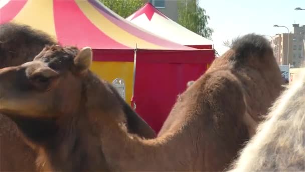 Djur på cirkus - kameler — Stockvideo