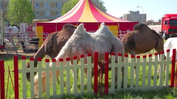 Zvířata v cirkuse - velbloudi — Stock video
