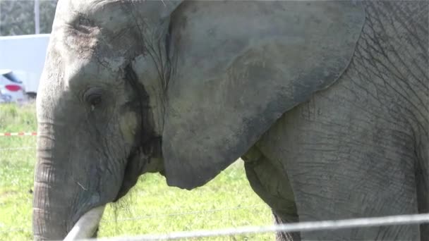 Elefante de circo UHD 2160 4K — Vídeos de Stock