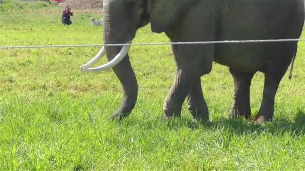 Cirque éléphant UHD 2160 4K  