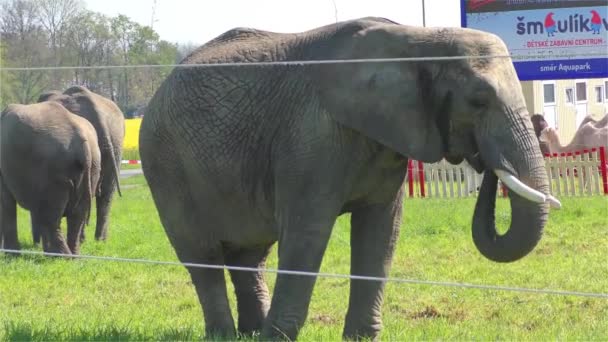 Elefantes de circo UHD 2160 4K — Vídeos de Stock