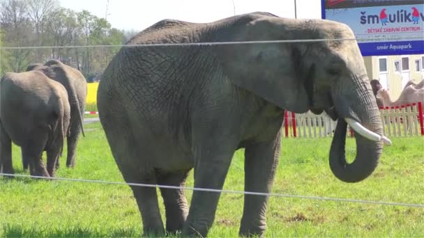 Éléphants de cirque UHD 2160 4K — Video