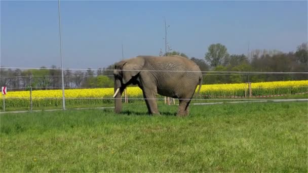 Elefante de circo UHD 2160 4K — Vídeo de Stock