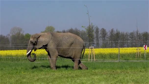 Elefante de circo UHD 2160 4K — Vídeos de Stock