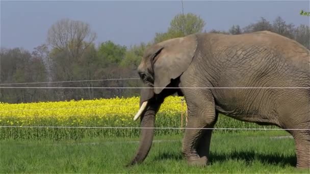 Elefante de circo UHD 2160 4K — Vídeos de Stock