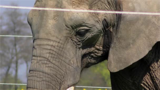 Cirque éléphant UHD 2160 4K  