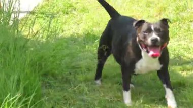 Staffordshire boğa korkunç