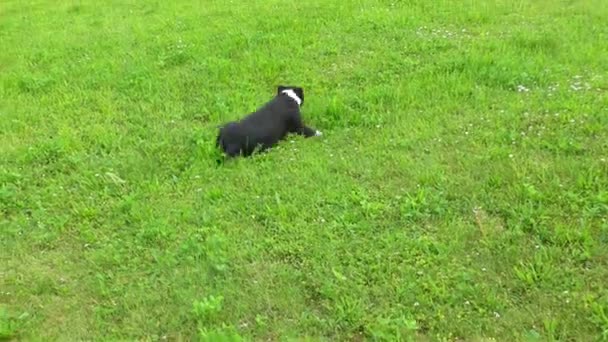 Staffordshire Bull Terrier — Videoclip de stoc
