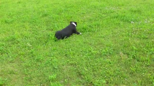 斯塔福郡斗牛犬 — 图库视频影像