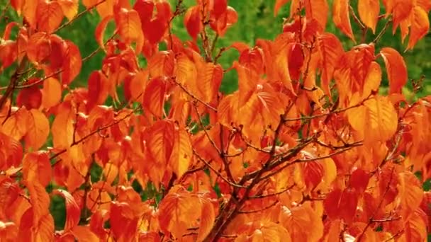 Herbstblätter Herbstsaisonkonzept Buntes Laub Park — Stockvideo