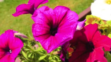 Yaz Çiçekleri, Balkon Bitkisi ve Pansy Çiçekleri, Petunya Bitkisi