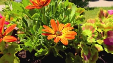 Yaz Çiçekleri, Balkon Bitkisi ve Pansy Çiçekleri, Petunya Bitkisi