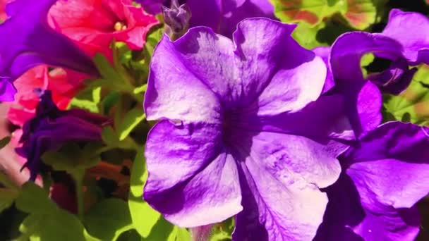 夏の花、バルコニー植物とパンジーの花、ペチュニア植物 — ストック動画
