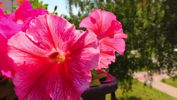 Sommerblumen, Balkonpflanze und Stiefmütterchen, Petunienpflanze — Stockvideo