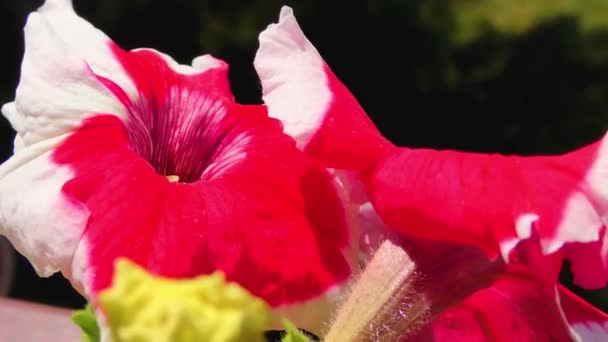 Sommerblumen, Balkonpflanze und Stiefmütterchen, Petunienpflanze — Stockvideo