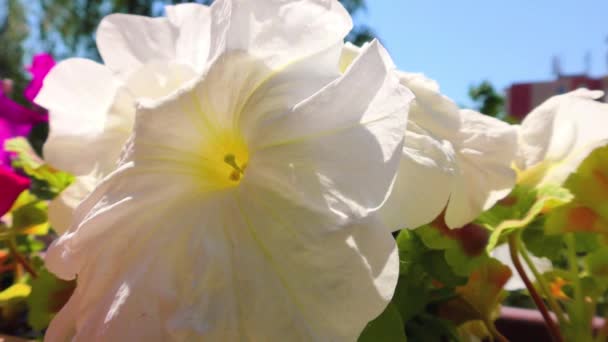 Flores de verão, Planta da varanda e flores de Pansy, Petunia Plant — Vídeo de Stock