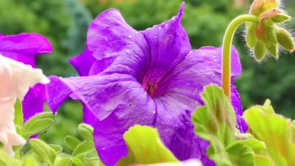 Flores de verão, Planta da varanda e flores de Pansy, Petunia Plant — Vídeo de Stock