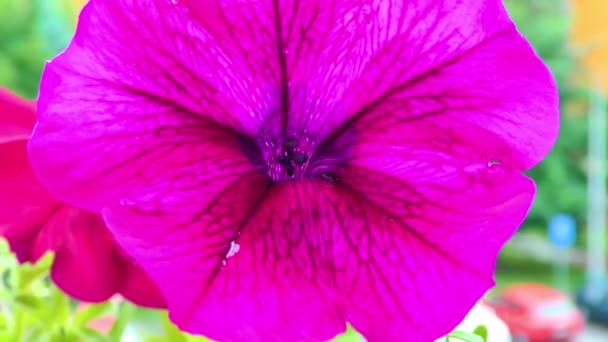 Fleurs d'été, Fleurs de balcon et de panse, Usine de pétunia — Video