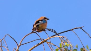 Avrasyalı Jay, Garrulus Glandarius, Daldaki Kuş
