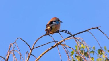 Avrasyalı Jay, Garrulus Glandarius, Daldaki Kuş