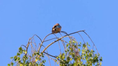 Avrasyalı Jay, Garrulus Glandarius, Daldaki Kuş