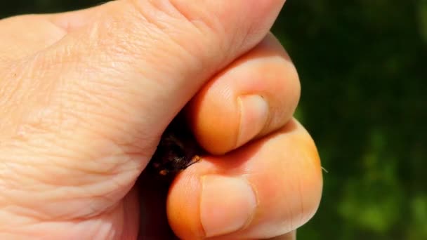 Big Black Bug in der Hand eines Mannes — Stockvideo