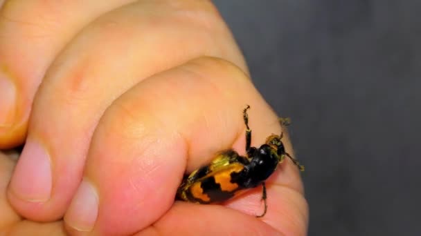 Stor svart insekt i handen på en man — Stockvideo