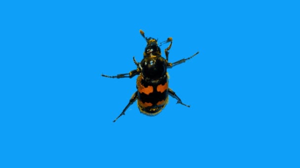 Small  Black Beetle Climbs Up a Perpendicular Blue Wal — Stock Video