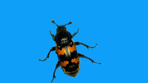 Pequeño escarabajo negro sube por una pared azul perpendicular — Vídeos de Stock