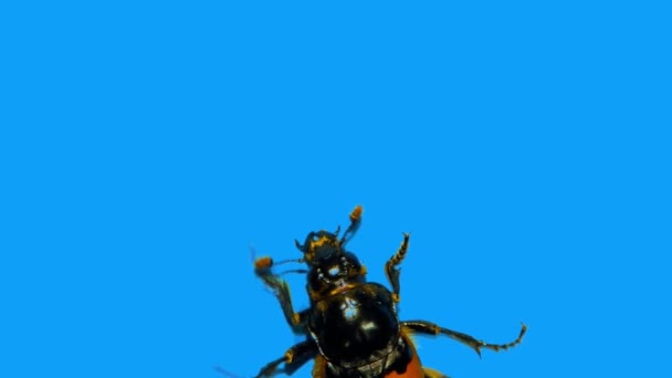 Kleiner schwarzer Käfer erklimmt senkrecht blaue Wand — Stockvideo