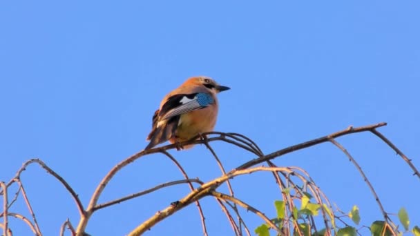 Eurasia Jay, Garrulus Glandarius, Pájaro en una rama — Vídeos de Stock