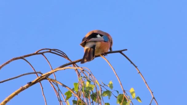 Ghiandaia euroasiatica, Garrulus Glandarius, Uccello su un ramo — Video Stock