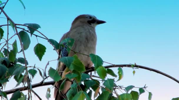 Eichelhäher, Garrulus Glandarius, Vogel auf einem Ast — Stockvideo