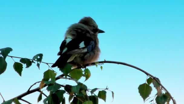 Ghiandaia euroasiatica, Garrulus Glandarius, Uccello su un ramo — Video Stock