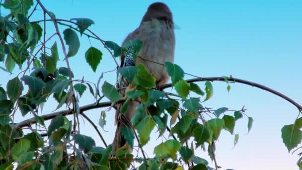 Eurasian Jay, Garrulus Glandarius, Pták na větvi — Stock video