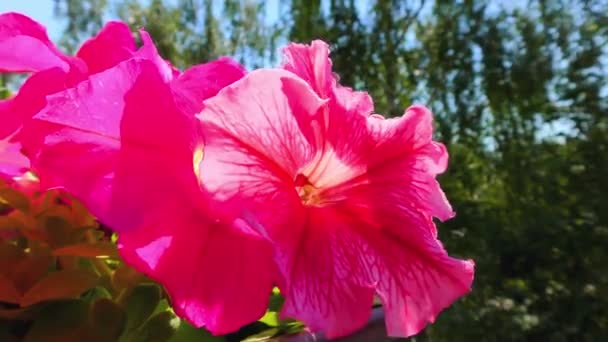 Flores de Verano, Planta Balcón y Flores de Pansy, Planta Petunia — Vídeos de Stock