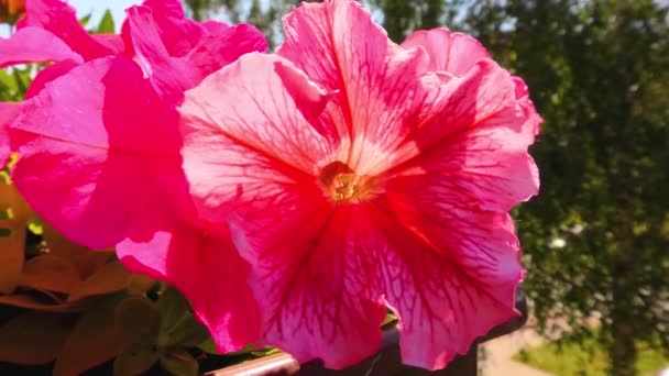 Καλοκαιρινά λουλούδια, Μπαλκόνι Φυτά και Πανσέδες, Φυτό Πετούνια — Αρχείο Βίντεο
