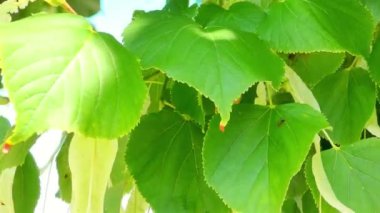 Yeşil Kireç Ağacı, Yeşil Yapraklı Limon Ağacı.