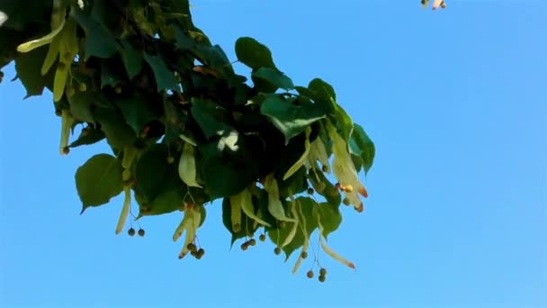 Zweig Der Grünen Linde Linde Mit Grünen Blättern — Stockvideo