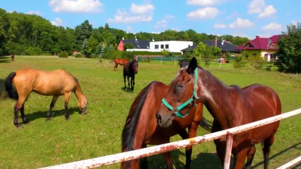 Häst Betesmark Vackra Ädla Djur Hästar Betar Äng — Stockvideo