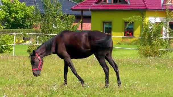 Häst Betesmark Vackra Ädla Djur Hästar Betar Äng — Stockvideo