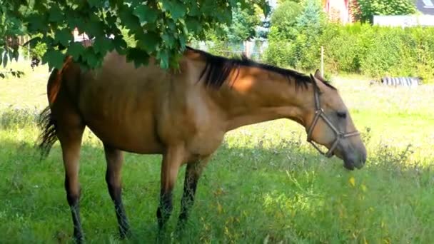 Koń Pastwisku Piękne Szlachetne Zwierzęta Konie Wypasane Łące — Wideo stockowe