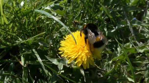 Hommel en paardebloem — Stockvideo