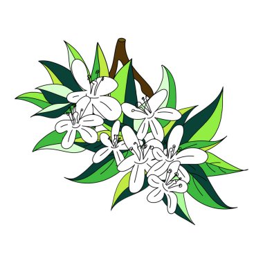 Çiçeklerle çiçek açan bir dalın vektör çizimi. Doodle tarzı.