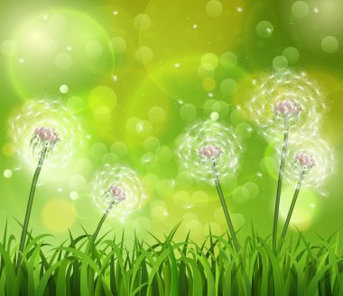 Dandelions çim yeşil bir arka plan üzerinde