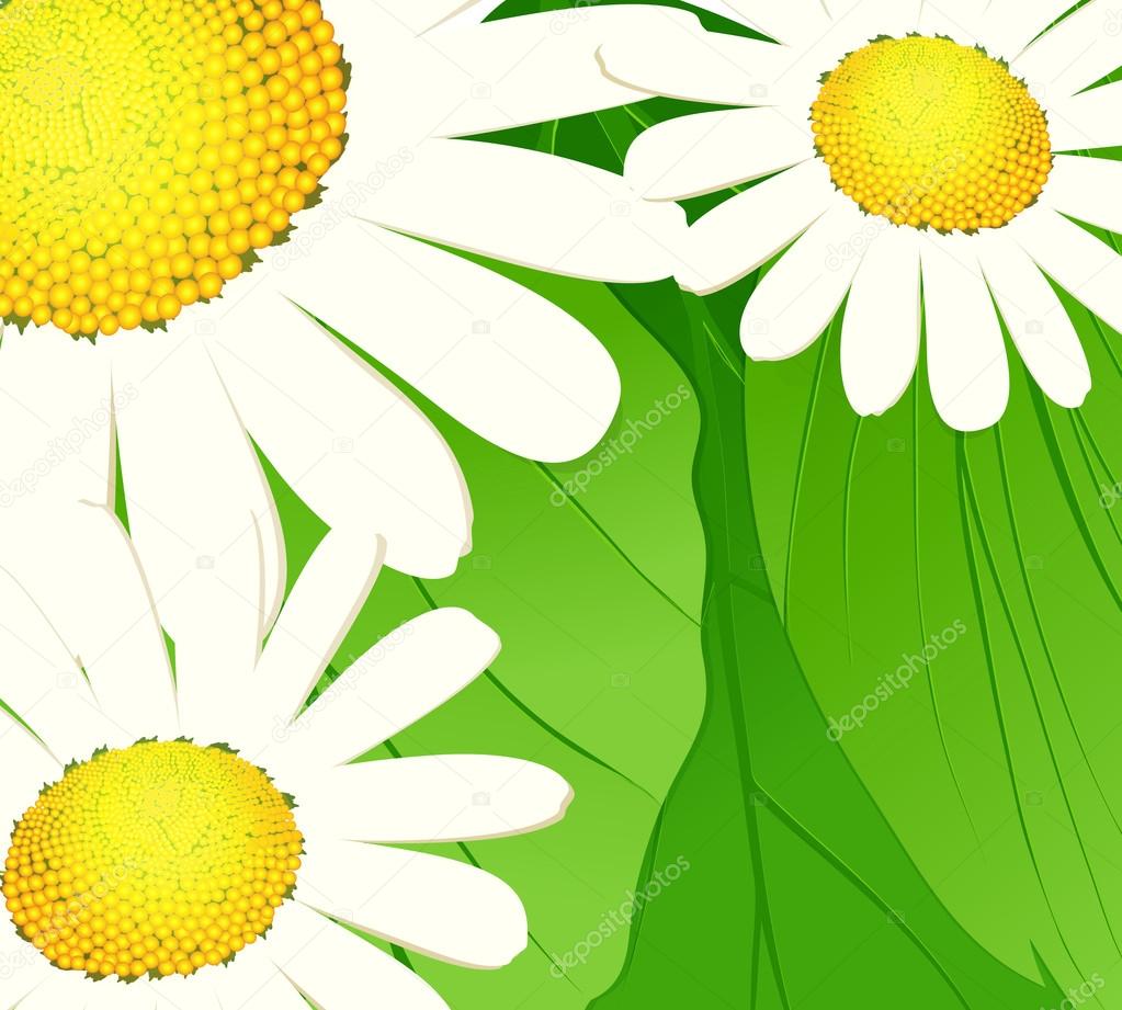 Daisies on a green background