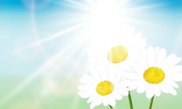 Daisy ve güneş